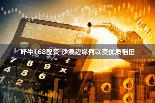 好牛168配资 沙漠边缘何以变优质稻田